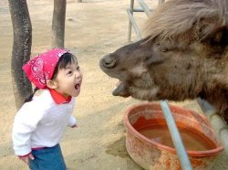 Girl Yelling At Yak Meme Template