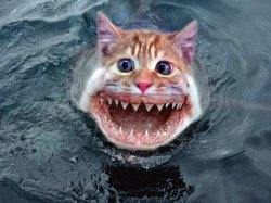 Cat-Fish Meme Template