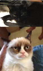 The grumpy cat with one grumpier cat Meme Template