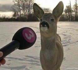 Deer interviewed Meme Template