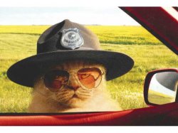 SHERIFF CAT Meme Template