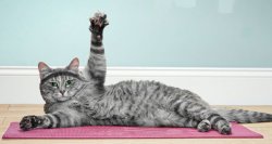 Yoga Cat Meme Template