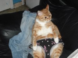 UNDERWEAR CAT Meme Template
