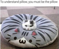 Pillow Cat Meme Template