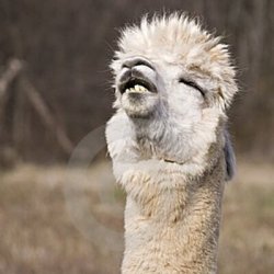 Singing Llama Meme Template