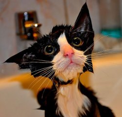 Moist Pussy Meme Template