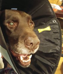 Chuckie the Chocolate Lab #TeamChuckie  Meme Template