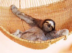 sloth hammock Meme Template
