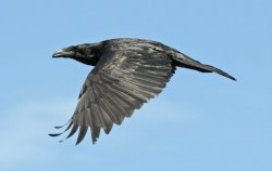 common raven in flight Meme Template