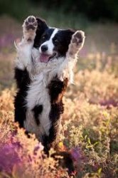 Border Collie High Five Meme Template