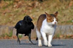 raven following cat Meme Template