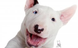 Bull Terrier Puppy Meme Template