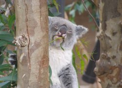 Staring Koala Meme Template