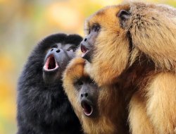 howler monkeys Meme Template