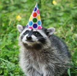 Happy Birthday Raccoon Meme Template