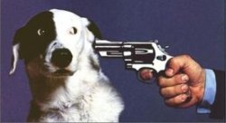 Dog Gun Meme Template