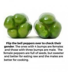 bell peppers sex Meme Template