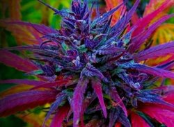 purple kush weed marijuana 420 Meme Template