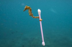 Seahorse Q-Tip Meme Template