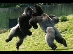 Gorilla fight Meme Template