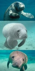 bad pun manatee Meme Template