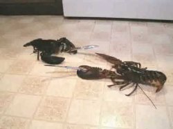 lobster knife fight Meme Template