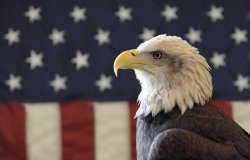 American Bald Eagle and US Flag Meme Template