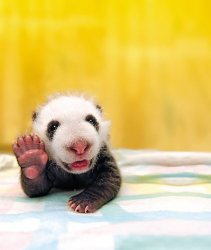 Tiny Cute Baby Panda Waves Meme Template