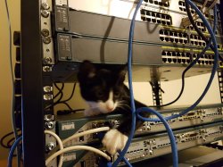 Network cat Meme Template