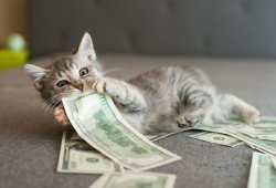 Cash Kitteh Meme Template