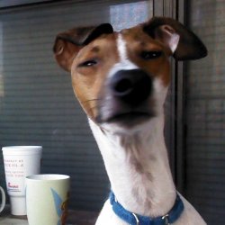 Snoop Dog Meme Template