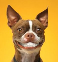 Dog Smile Meme Template