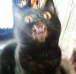 Surprise Anal Cat Meme Template