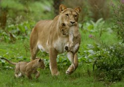 Lioness Carrying Cub Meme Template