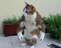 Hench pussy Meme Template