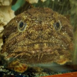 Oyster Toadfish Meme Template