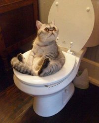 cat sitting on toilet Meme Template