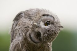 Owl neck Meme Template