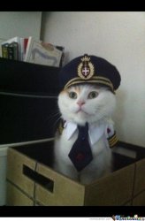 Pilot Cat Meme Template