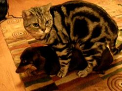 cat having sex with dog Meme Template