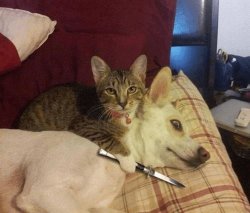 Cat with knife at dog's throat Meme Template