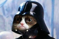 Darth Vader Cat Meme Template