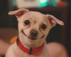 smiling dog Meme Template
