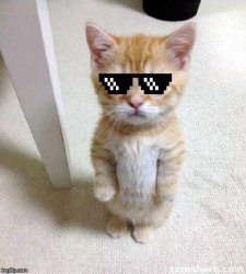 Cute Cat #Thuglife Meme Template