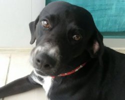 Mowgli Meme Template