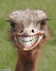 Teeth ostrich emu funny smile  Meme Template