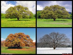 Four Seasons Tree Meme Template