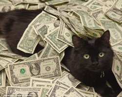 Money cat Meme Template