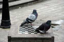 pigeon chess Meme Template