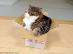 cat that doesn't fit in box Meme Template